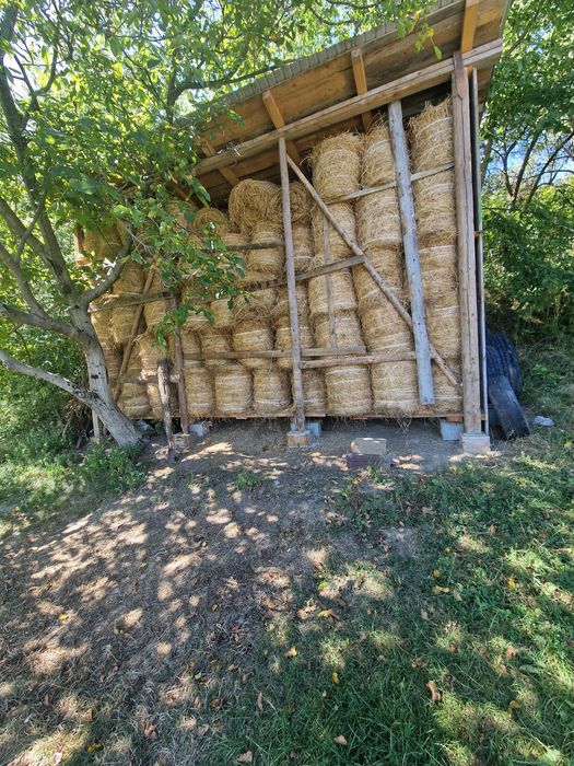 Vând baloti de lucernă.