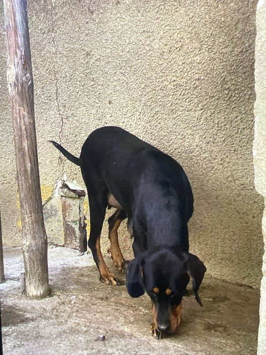 Женско лудогорско гонче