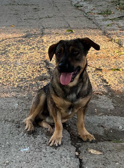 Metis ciobanesc german pitic pui