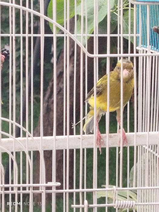 Kanareyka moda sotiladi