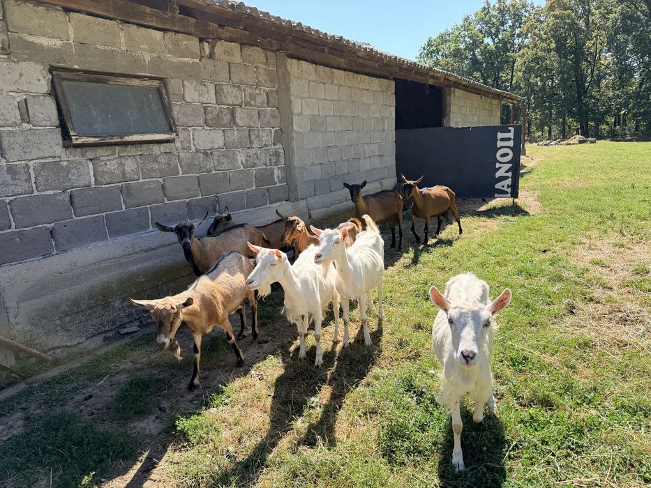 Vand 10 capre tinere 7 alpine si 3 zane