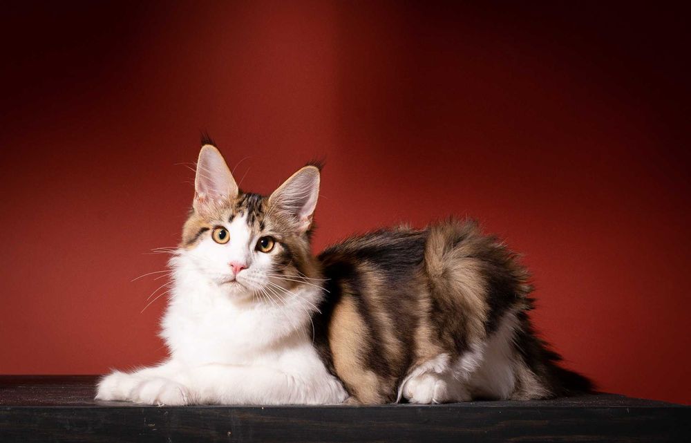 Роскошные котята мейн кун из питомника Mainemarie