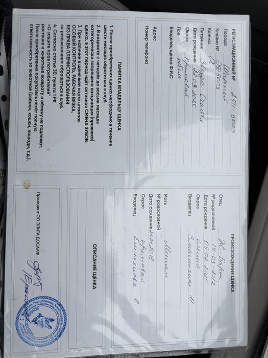 Шарпей, 4 месяца