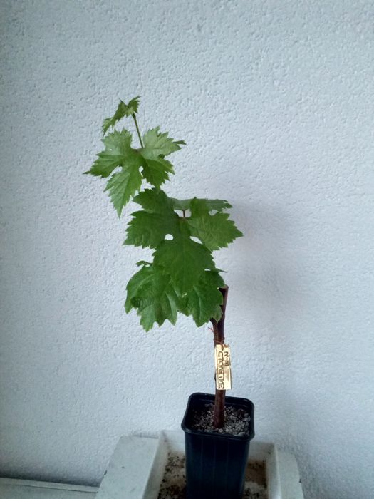 Виноград Сортовые саженцы