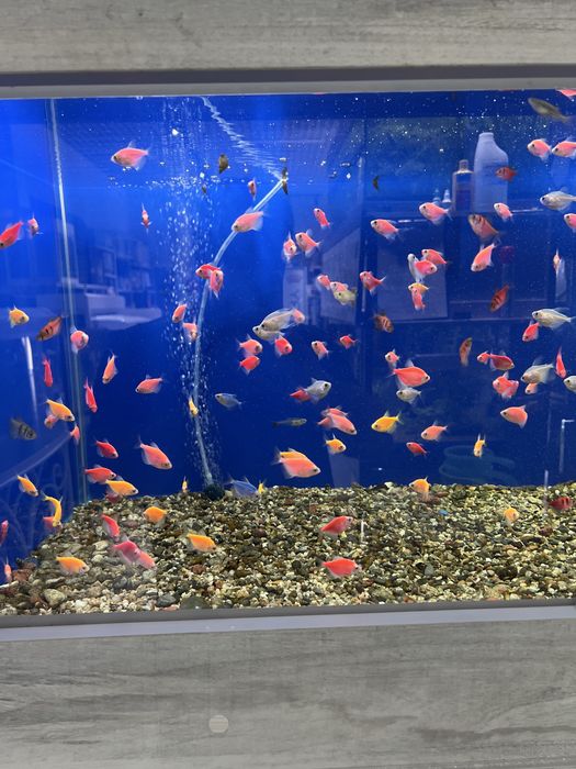 Аквариумные рыбки