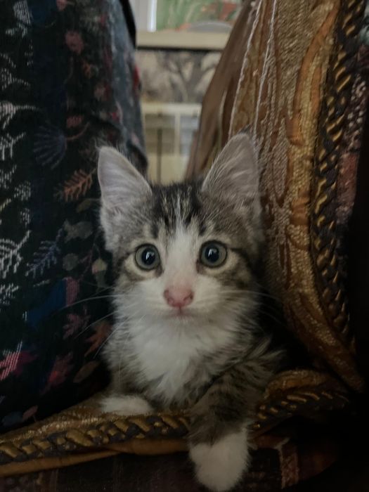 Кошечка в добрые руки