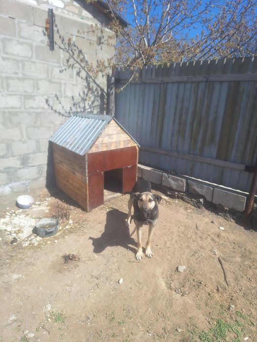 Отдам в хорошие руки щенка с будкой