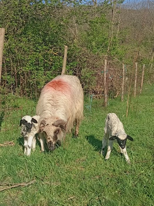 O oaie cu doi miei de vânzare Dârlos 0743809104 1.200 lei