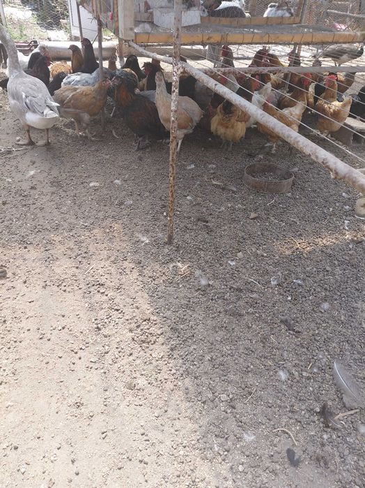 Продавам кокошки , ярки и зайци