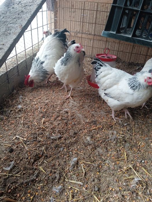 Sussex oua pentru incubat