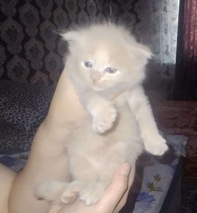 Котята вислоухие.