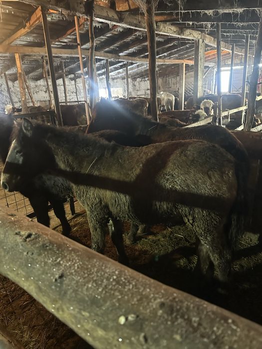 Откормленные тай