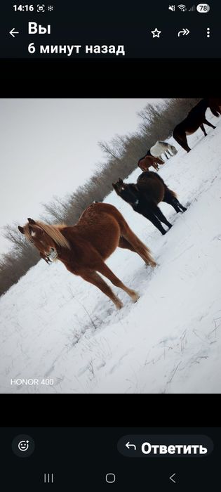 Продам кабылу жеребая