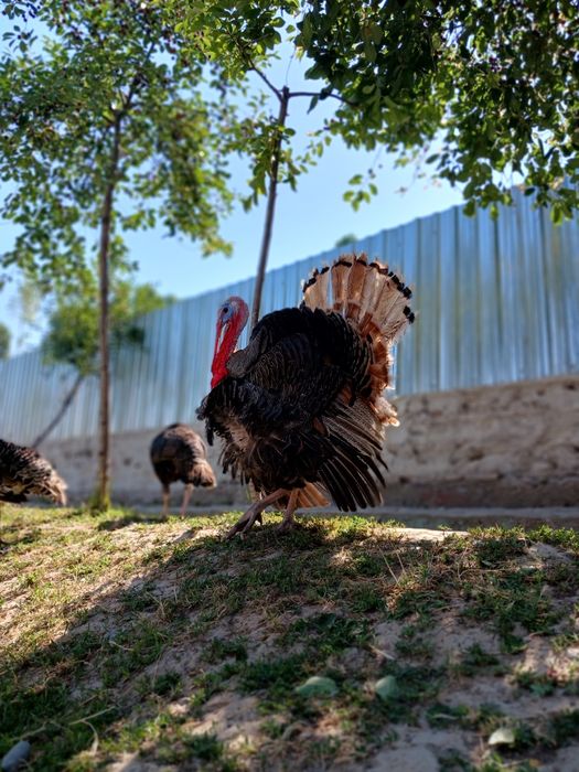 Продаётся индюк и индюшки