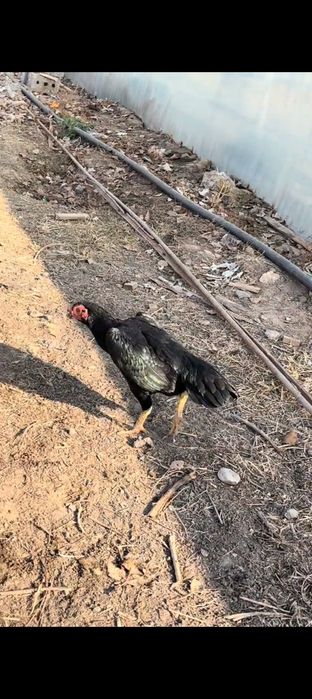 Вьетнам Кәріс микс тауық