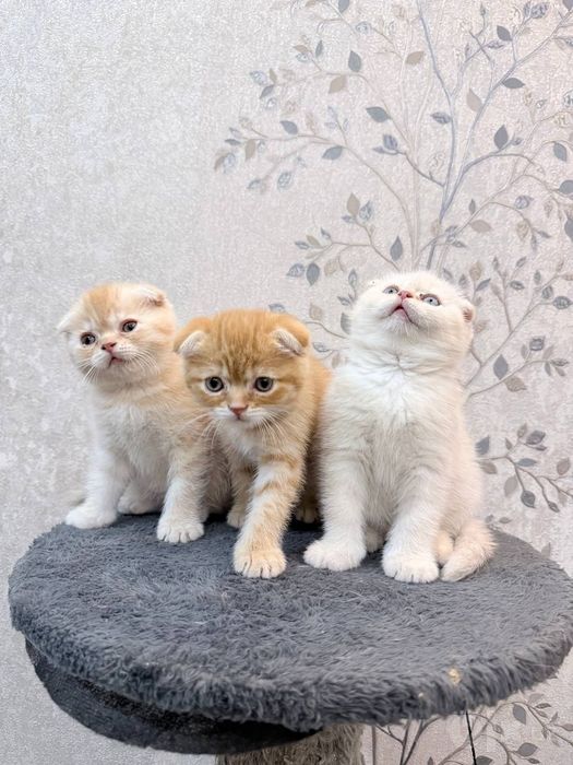 Шотландский вислоухие