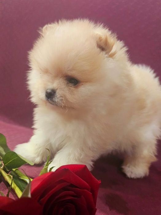 Очаровательные щенки шпица.