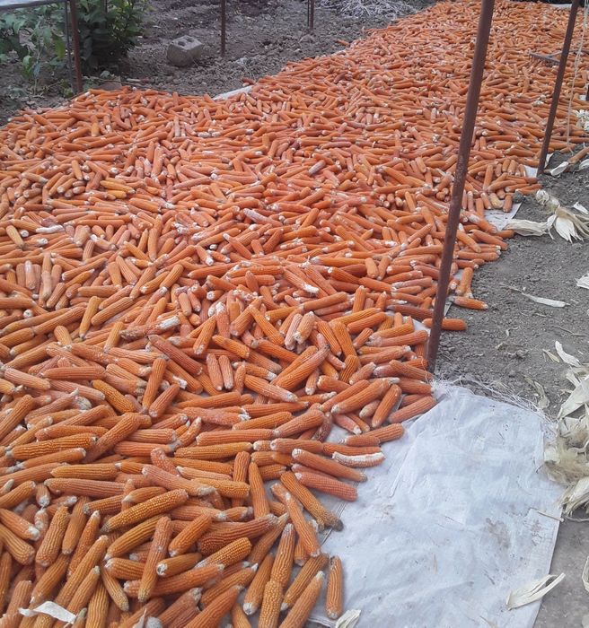 Поп корин яанги 2023 йил хосил доналари йирик йирк