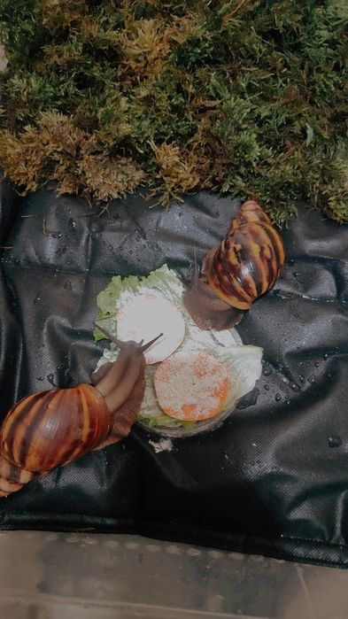 Архахатина Нигерия