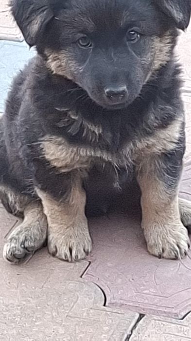 Бесплатно отдам щенят