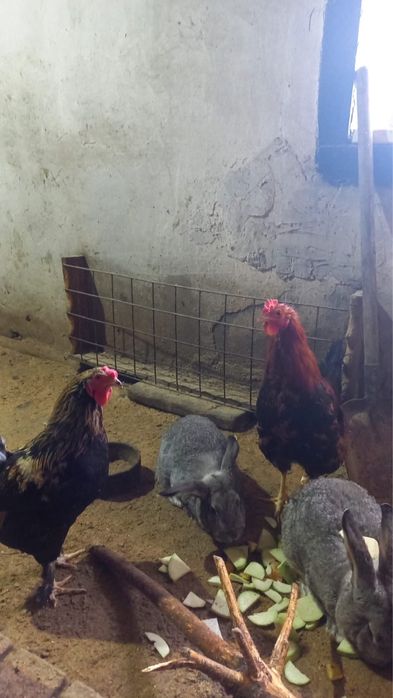 Продам петухов домашних