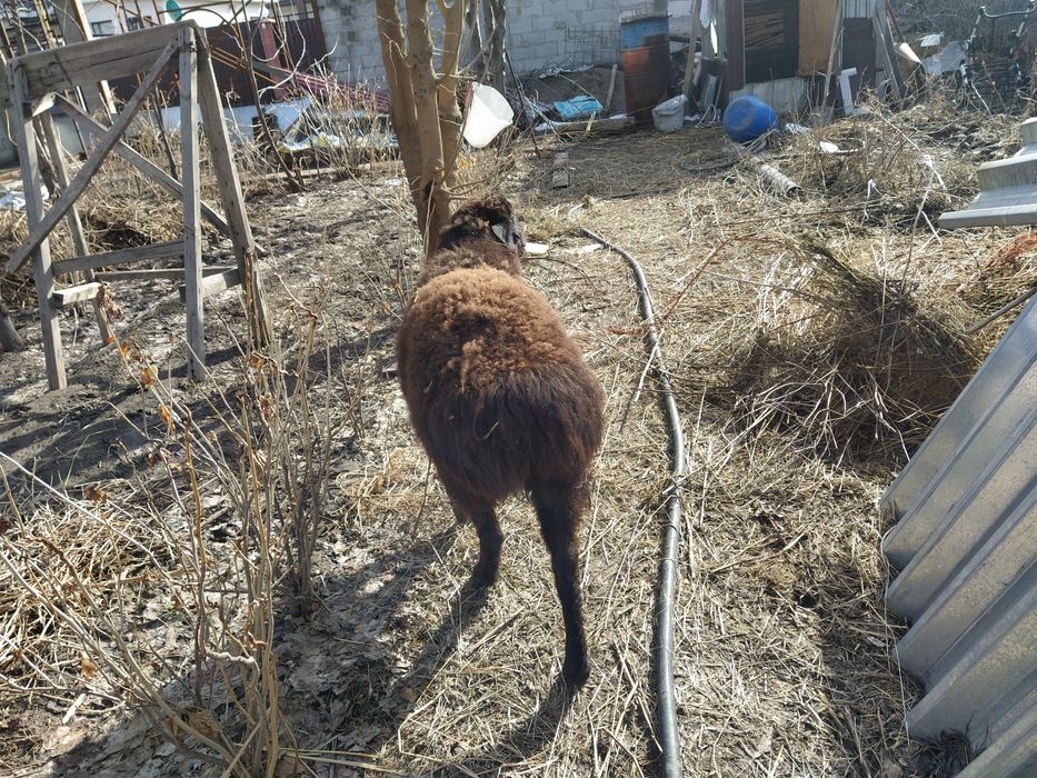 Ургашы кой Бараниха самка