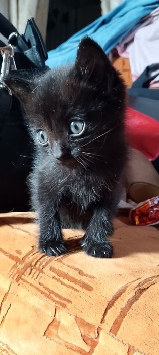 Отдам котят Даром