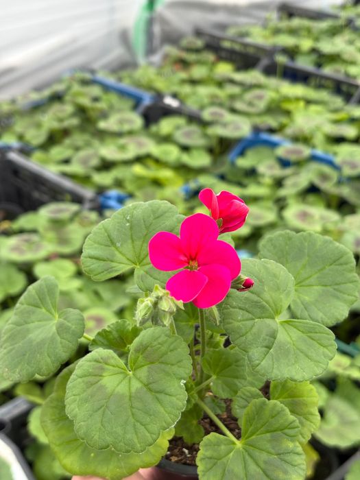 Мушкато за балкон, градина и саксии – свежи и здрави растения