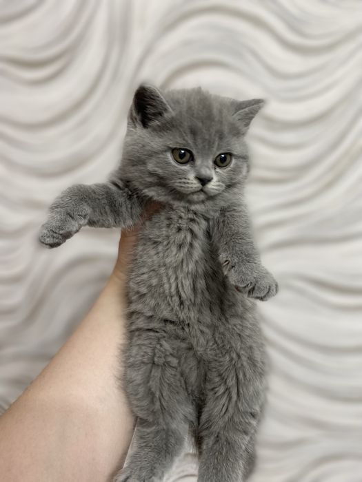 Котята британцы голубого окраса