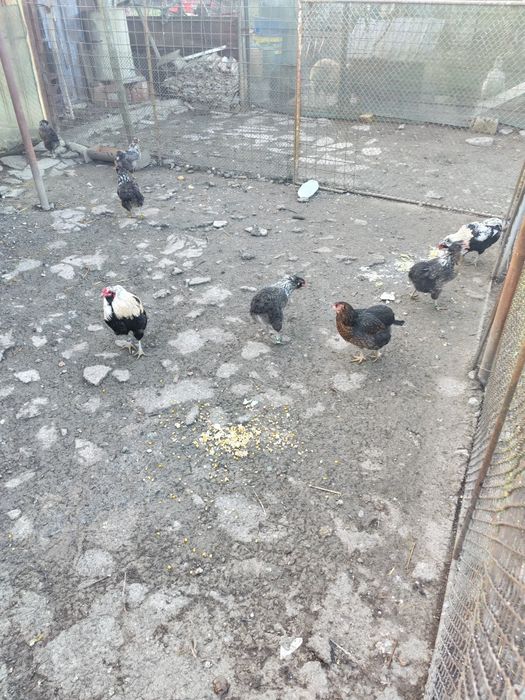 Vând ouă  de la găini brahma și araucana