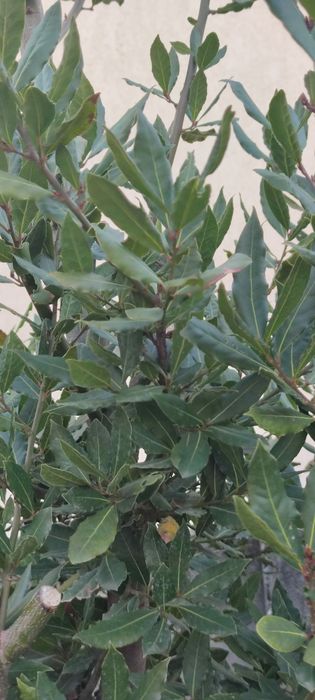 Foi de dafin nesteopit, netratat