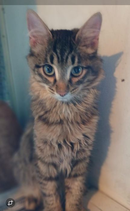 Красивые котики мальчики