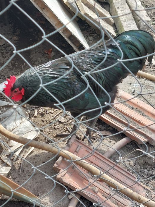 Продавам млади петли