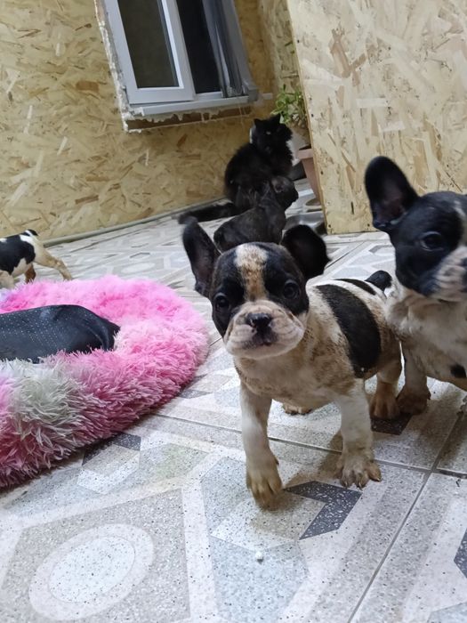 Французский бульдог