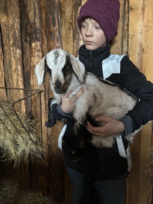 Козлики и козочки