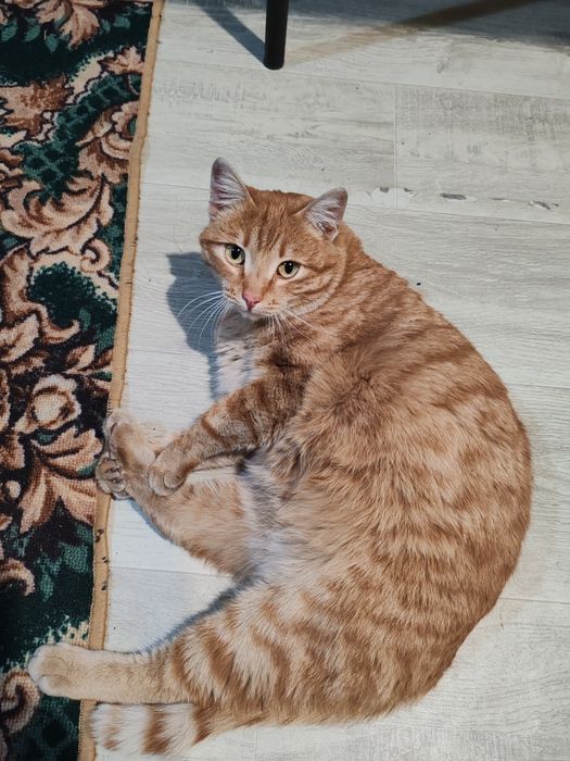 Кота в добрые руки.