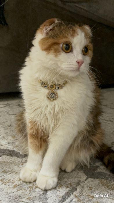 Кошка шотладская вислоухая