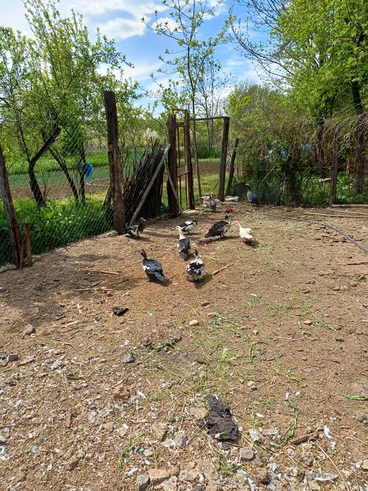 Ouă de bibilică (câțe) ,rațe mute