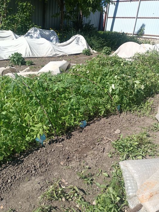 Продам рассаду томатов и перцев