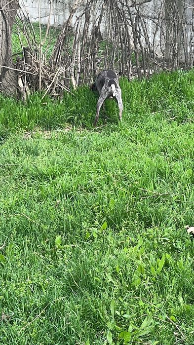 Собака курцхаар.