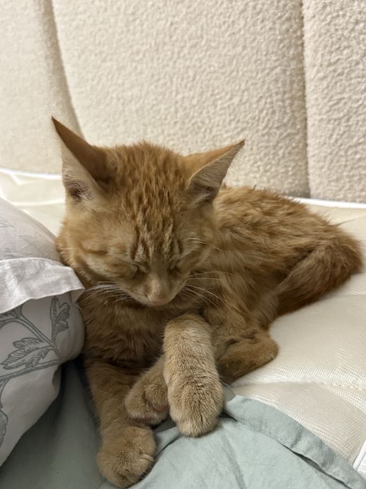 кот мальчик 6 месяцев