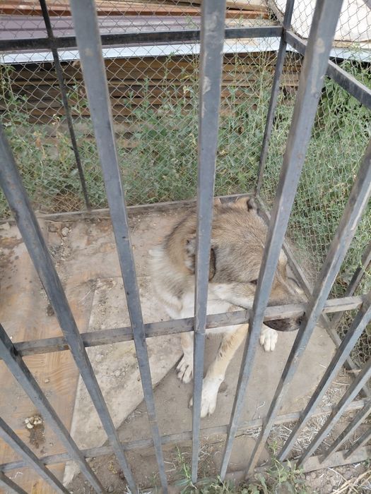 Алабай год и четыре месяца