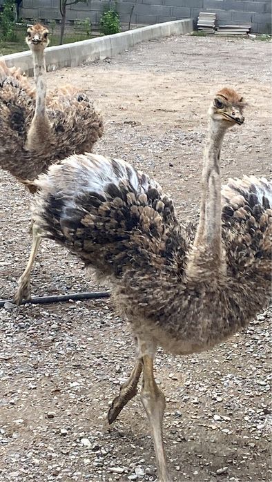 2 страусенка страусы