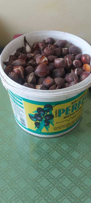 Продавам луковици за лалета