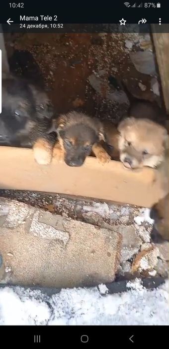 Щенки в добрые руки