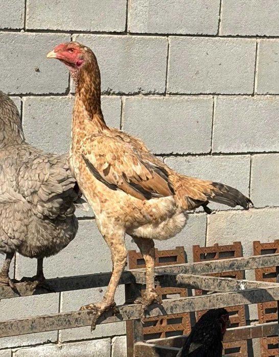 Продам молодых курочек даканих