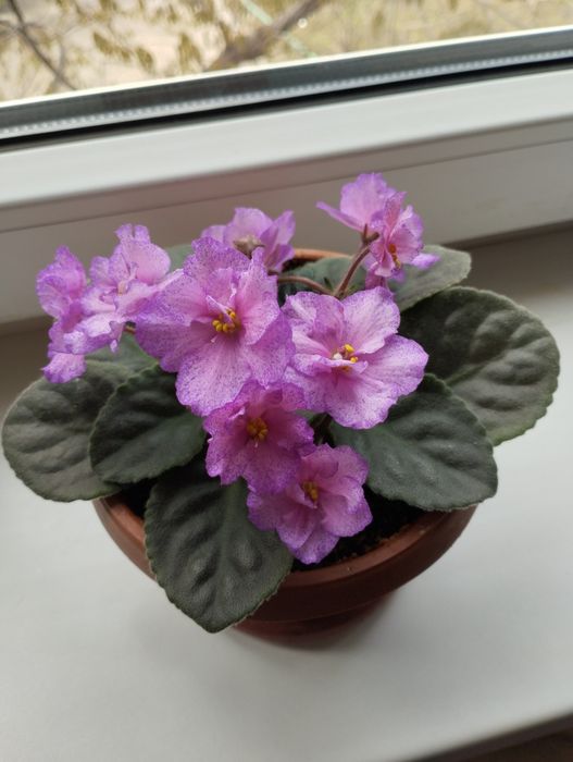 Фиалка комнатная