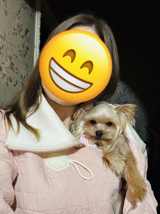 Щенок Йорширского терьера