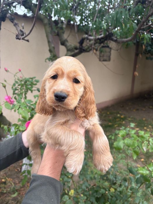 Cocker Spaniel baiat
