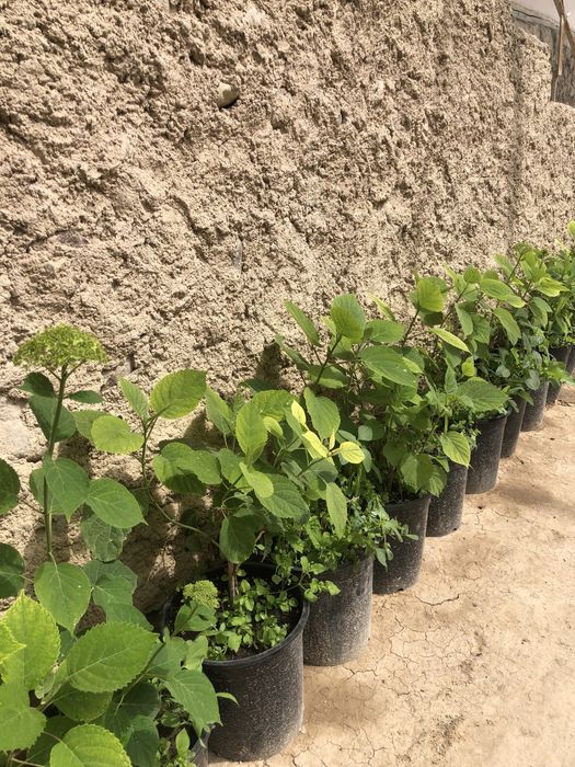 Oq Gartenziya gul